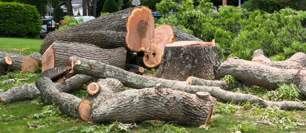 How Our Tree Care Process Works  in  Montpelier, ID