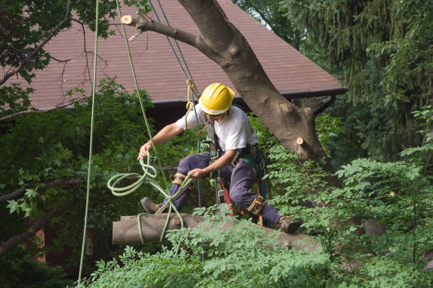 Best Palm Tree Trimming  in Montpelier, ID